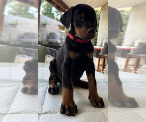 Doberman Pinscher Puppy for sale in SANTA ANA, CA, USA