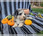 Small #4 Poodle (Miniature)