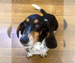 Small #4 Basset Hound