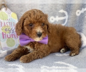Goldendoodle-Poodle (Miniature) Mix Puppy for sale in CEDAR LANE, PA, USA