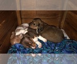 Small Photo #2 Dachshund Puppy For Sale in LAKEBAY, WA, USA