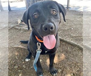 Labrottie Dogs for adoption in Santa Rosa, CA, USA