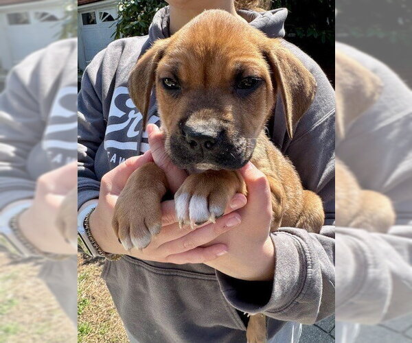 Medium Photo #11 Labrottie Puppy For Sale in Brewster, NY, USA