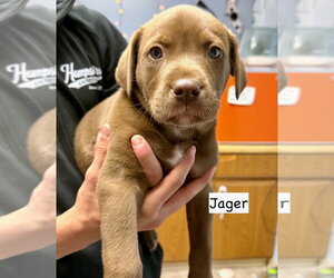 Labrador Retriever-Unknown Mix Dogs for adoption in Gilberts, IL, USA
