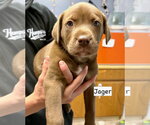 Small Labrador Retriever Mix