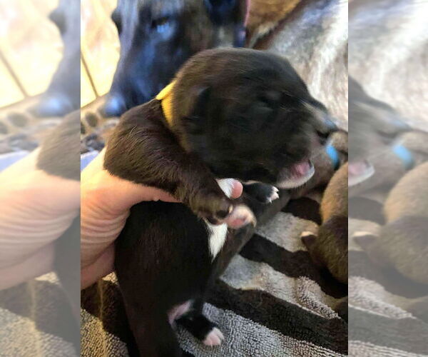 Medium Photo #11 Mutt Puppy For Sale in Imlay City, MI, USA