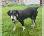 Small #8 Labrador Retriever Mix