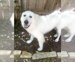 Small #7 Great Pyrenees