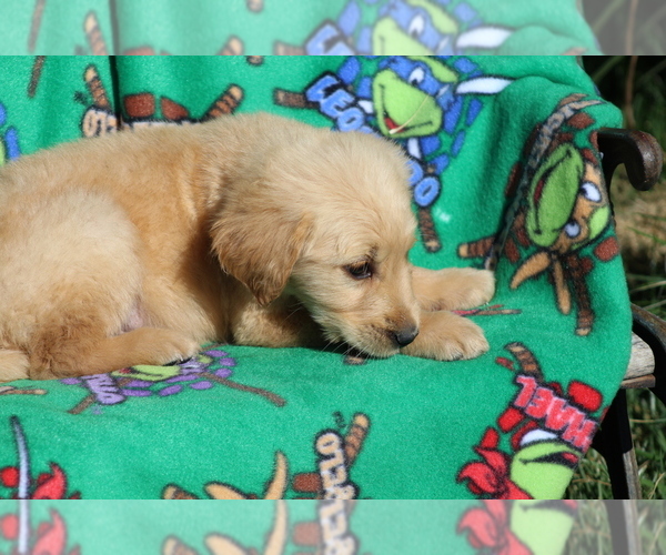 Medium Photo #3 Golden Retriever Puppy For Sale in BIG BEND, CO, USA