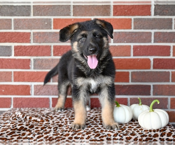Medium Photo #1 German Shepherd Dog Puppy For Sale in MILLERSBURG, OH, USA