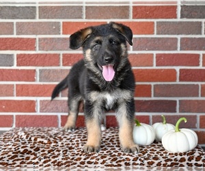 German Shepherd Dog Puppy for sale in MILLERSBURG, OH, USA