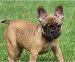 Small Photo #24 French Bulldog Puppy For Sale in WINNSBORO, TX, USA