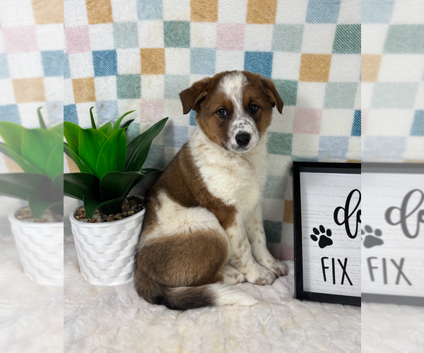Medium Photo #1 Australian Cattle Dog Puppy For Sale in FRANKLIN, IN, USA