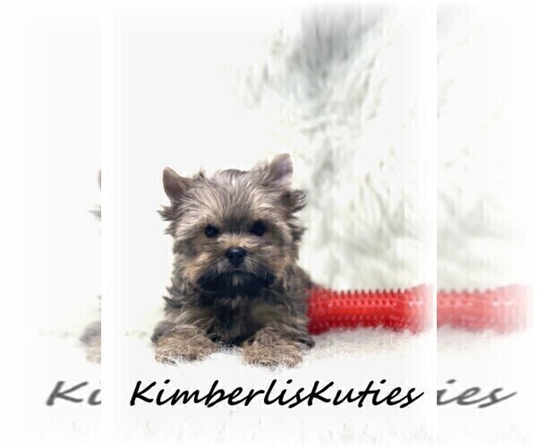 Medium Photo #6 Yorkshire Terrier Puppy For Sale in LIPAN, TX, USA