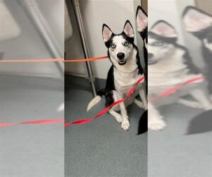 Siberian Husky Dogs for adoption in Baytown, TX, USA