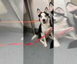 Small Siberian Husky