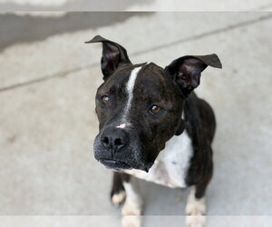 Boxer Dogs for adoption in Tulsa, OK, USA