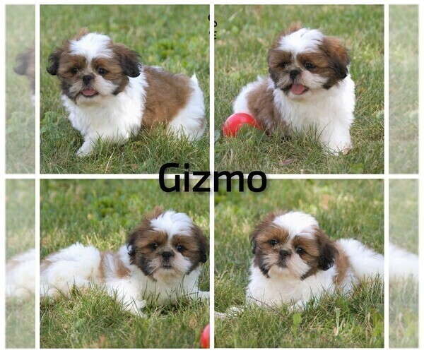 Medium Photo #6 Shih Tzu Puppy For Sale in CLARE, MI, USA