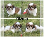 Small #5 Shih Tzu