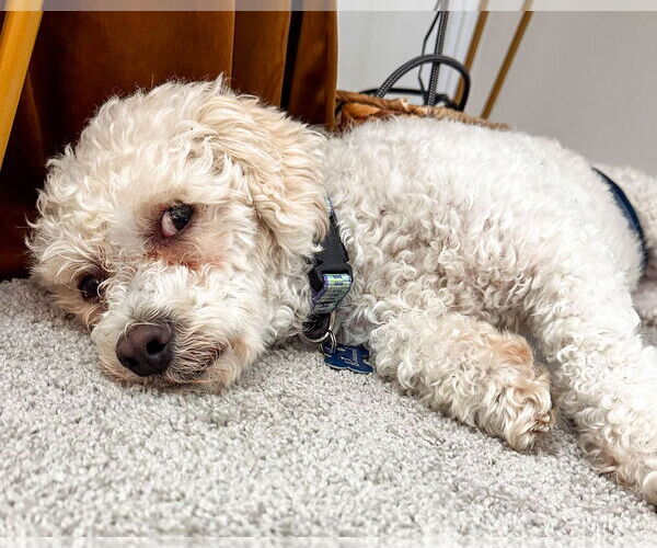 Medium Photo #4 Bichon Frise-Unknown Mix Puppy For Sale in Corona, CA, USA