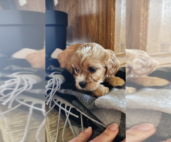 Medium Photo #3 Cavapoo (Miniature) Puppy For Sale in GREENWOOD, WI, USA
