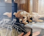 Small #2 Cavapoo (Miniature)
