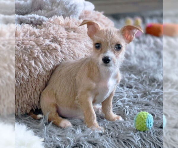 Medium Photo #8 Chihuahua-Unknown Mix Puppy For Sale in Chino Hills, CA, USA