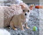 Small #7 Chihuahua Mix