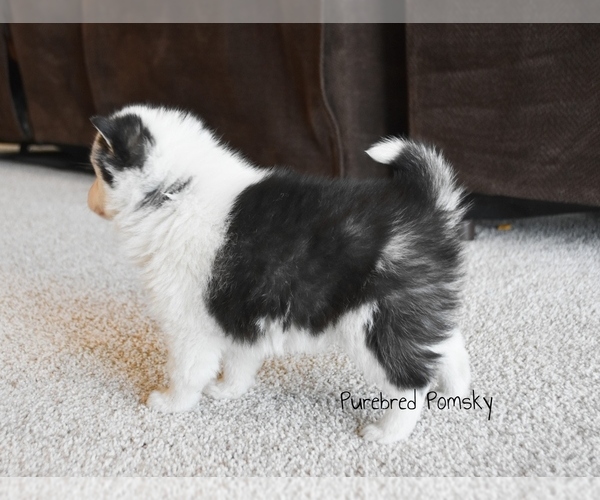 Medium Photo #6 Pomsky Puppy For Sale in KANSAS CITY, MO, USA