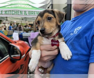 Beagle-Chihuahua Mix Dogs for adoption in Minneapolis, MN, USA