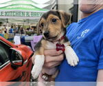 Small Beagle-Chihuahua Mix
