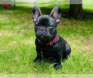 French Bulldog Puppy for sale in COUNTRY LAKES, FL, USA