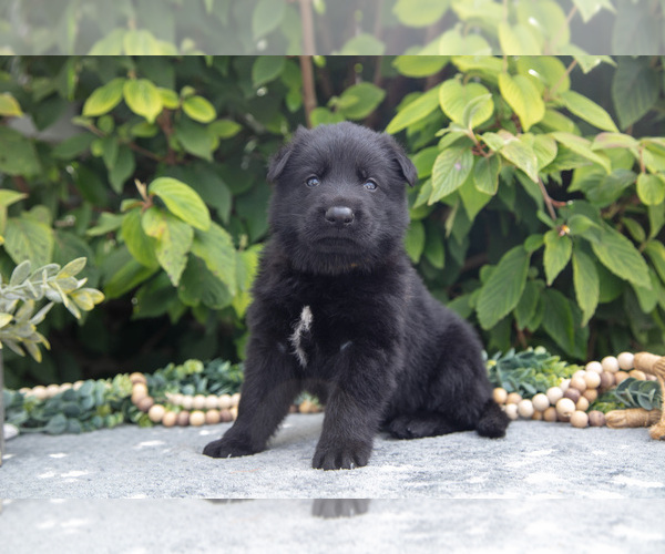 Medium Photo #1 German Shepherd Dog Puppy For Sale in SHIPSHEWANA, IN, USA
