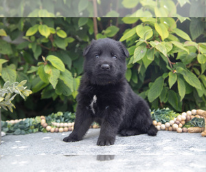 German Shepherd Dog Litter for sale in SHIPSHEWANA, IN, USA