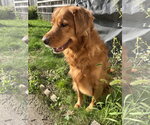 Small Photo #2 Golden Retriever Puppy For Sale in St. Louis Park, MN, USA