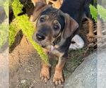 Small Photo #5 Labrador Retriever-Unknown Mix Puppy For Sale in San Diego, CA, USA