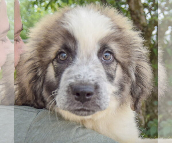 Medium Photo #5 Collie-Great Pyrenees Mix Puppy For Sale in Huntley, IL, USA