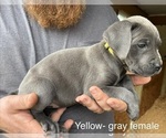 Puppy Daisy Cane Corso