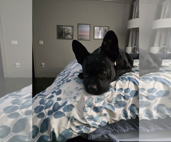 Medium Photo #2 French Bulldog-Unknown Mix Puppy For Sale in Boston, MA, USA