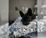 Small #1 French Bulldog Mix