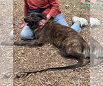 Small #1 Retriever  Mix