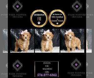 Maltipoo Puppy for sale in WARSAW, IN, USA