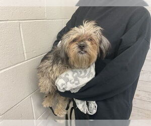 Mutt Dogs for adoption in San Bernardino, CA, USA