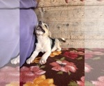 Small #12 Miniature Australian Shepherd-Mutt Mix