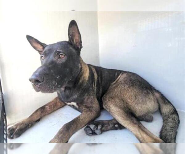 Medium Photo #2 German Shepherd Dog-Unknown Mix Puppy For Sale in Houston, TX, USA