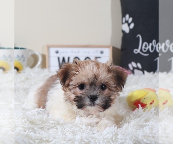 Medium Photo #2 Havanese Puppy For Sale in MOUNT VERNON, OH, USA