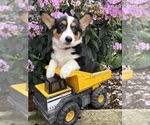 Small #1 Pembroke Welsh Corgi