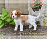 Small #2 Cavalier King Charles Spaniel