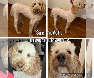Father of the Saint Berdoodle puppies born on 10/12/2020
