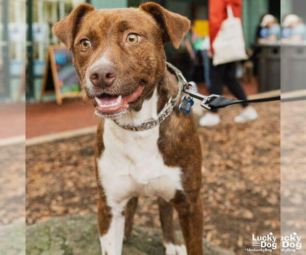 Medium Photo #4 Beagle-Plott Hound Mix Puppy For Sale in Washington, DC, USA